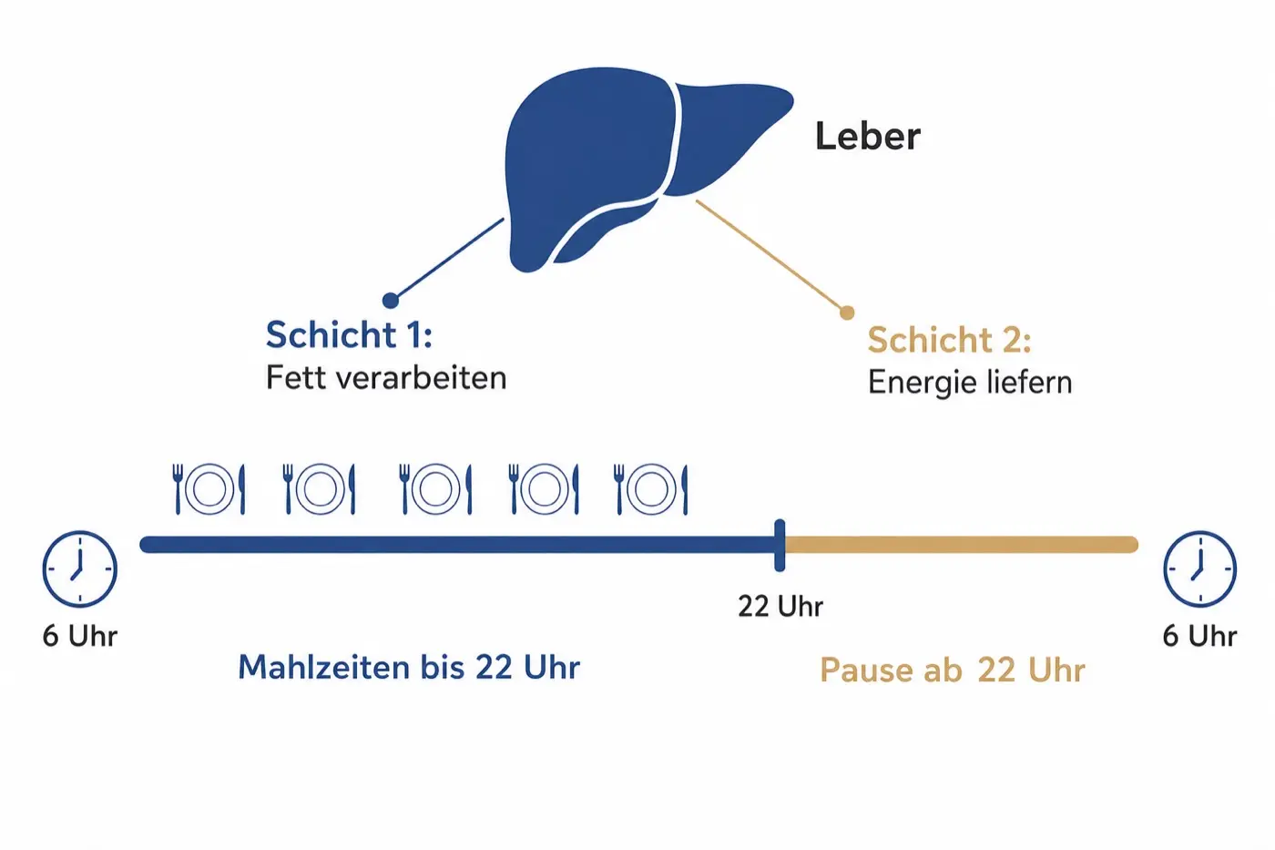 Grafik: Tagesachse mit den Stunden voller Mahlzeiten und den Stunden ohne, darüber eine schematische Leber.