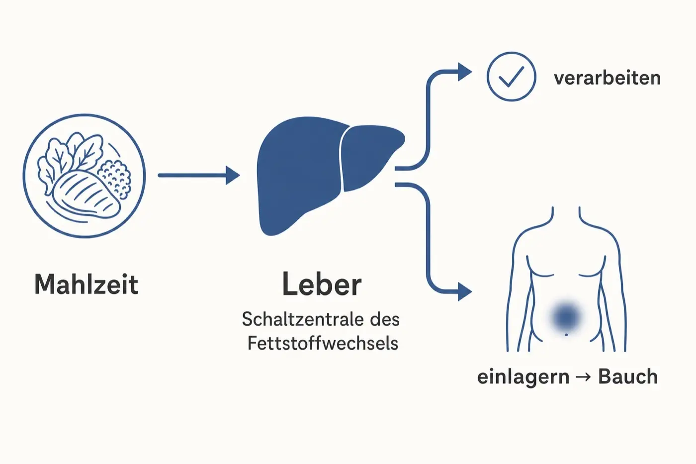 Grafik: Von der Mahlzeit führt ein Pfeil zur Leber als Schaltzentrale des Fettstoffwechsels, von dort zwei Wege — verarbeiten oder einlagern am Bauch.