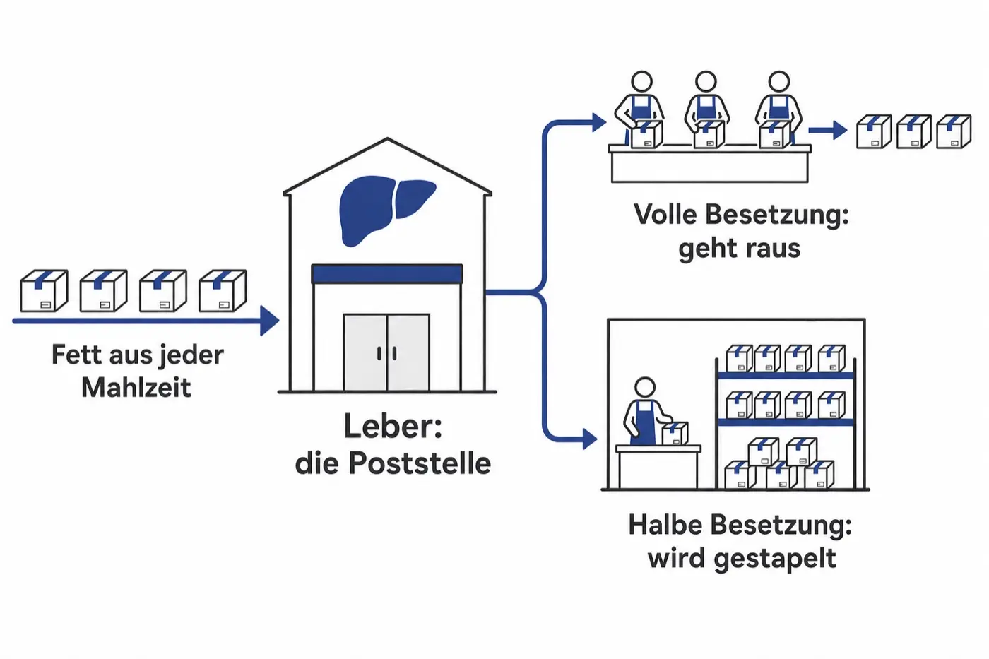 Schaubild: die Leber als Poststelle — voll besetzt gehen die Pakete wieder raus, halb besetzt stapeln sie sich im Lager.